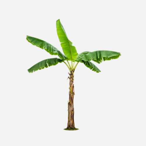 Bananenbaum