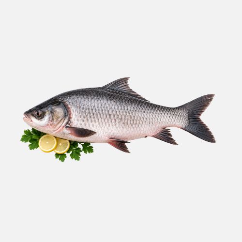 Katla-Fisch